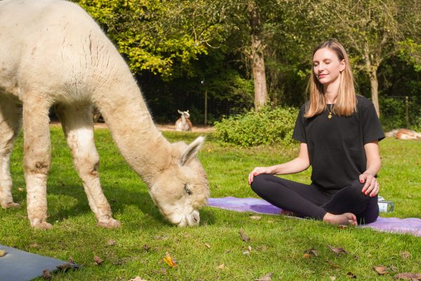 Das Bild zeigt das Alpaka Yoga in Castrop-Rauxel.