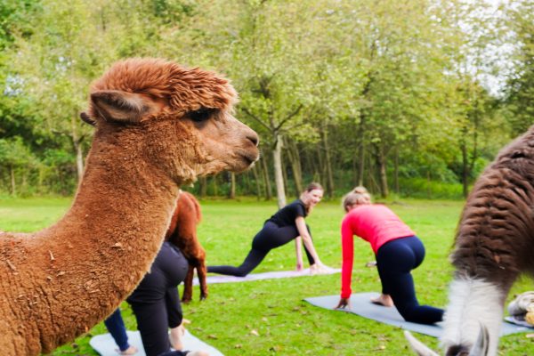 Das Bild zeigt das Alpaka Yoga in Castrop-Rauxel.