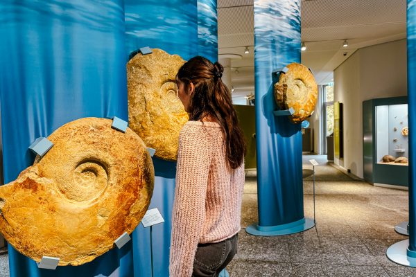 Eine Person mit langen braunen Haaren und einem rosafarbenen Pullover betrachtet ein großes Ammonitenfossil, das auf einer blauen Säule in einer Museumsausstellung ausgestellt ist; weitere ähnliche Fossilien sind auf blauen Säulen in der Nähe angebracht.