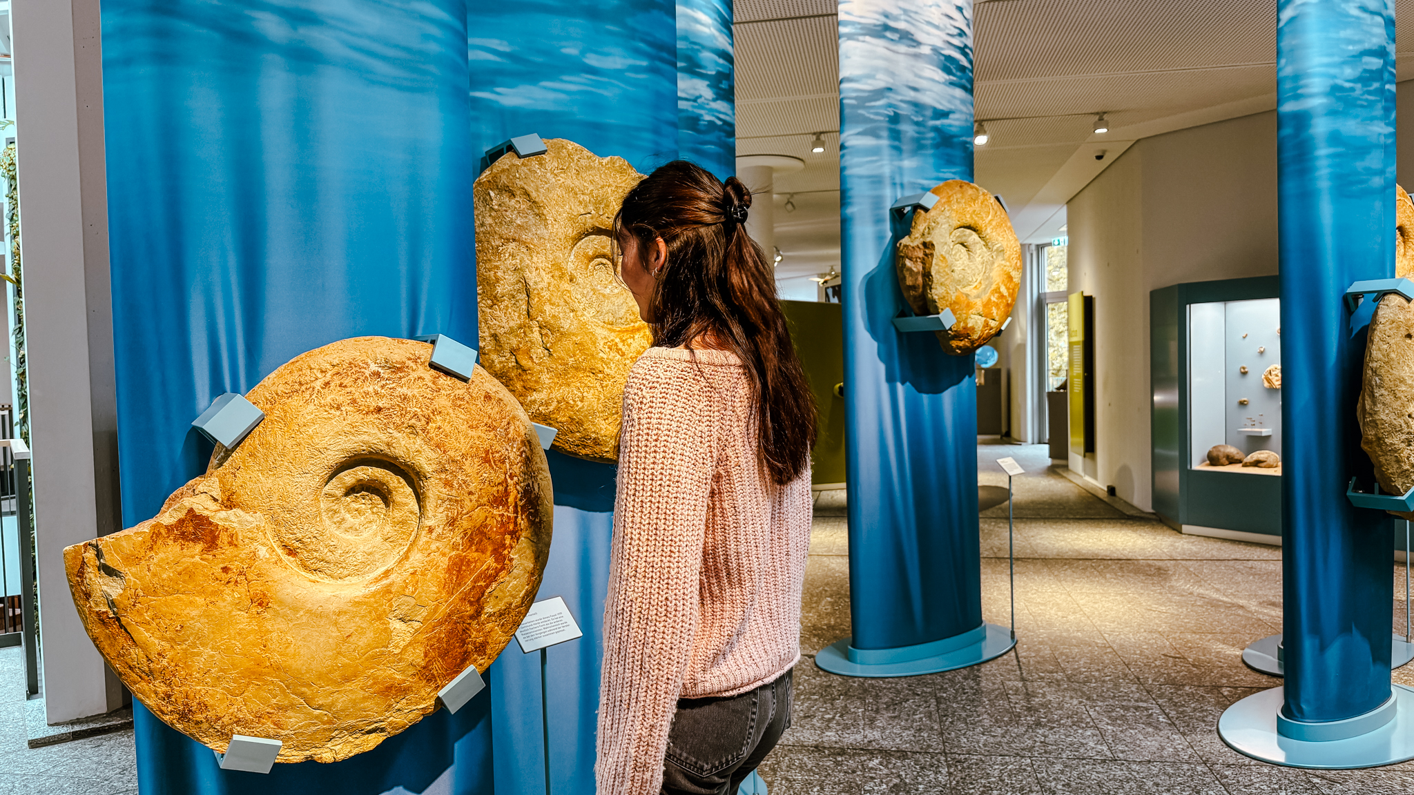 Eine Person mit langen braunen Haaren und einem rosafarbenen Pullover betrachtet ein großes Ammonitenfossil, das auf einer blauen Säule in einer Museumsausstellung ausgestellt ist; weitere ähnliche Fossilien sind auf blauen Säulen in der Nähe angebracht.