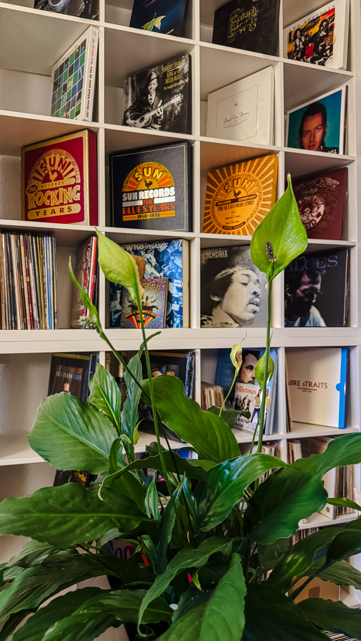 Eine grüne Blattpflanze steht vor einem weißen Regal, das mit Schallplatten und Plattencovern gefüllt ist, darunter Artworks von Sun Records und Künstlern wie Jimi Hendrix.